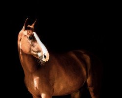jumper Never Give Up Van De Braembeie (Belgian Warmblood, 2013, from Hunter's Scendix)