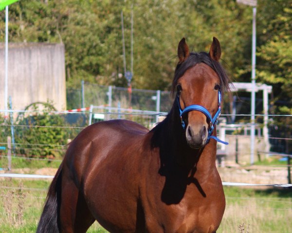 Springpferd G-Eazy (Deutsches Reitpony, 2020, von Glück Auf A)