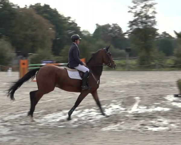 4. Handorfer Springturnier 2022