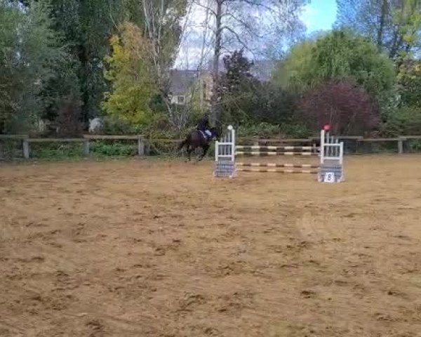 Video von Nantano van het Hertenrooi