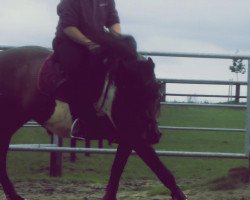 dressage horse Electra (Pinto / Small Riding Horse, 2004)