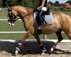 dressage horse Inselhofs Panama (German Riding Pony, 2017, from Domkaiser K)