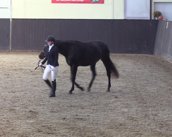 Reitturnier St. Peter-Ording 2022