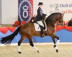 Deckhengst Serano Gold (Oldenburger, 2001, von Sandro Hit)