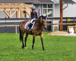 broodmare Hilkens Sterntaler (German Riding Pony, 2010, from Nemax)