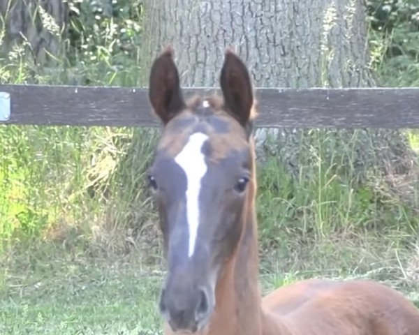 horse Bootsman (German Sport Horse, 2022, from Belantis II)
