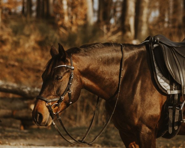 horse Zelda 9 (German Riding Pony, 2013, from Sir Martino) horse Zelda 9 (German Riding Pony, 2013, from Sir Martino)