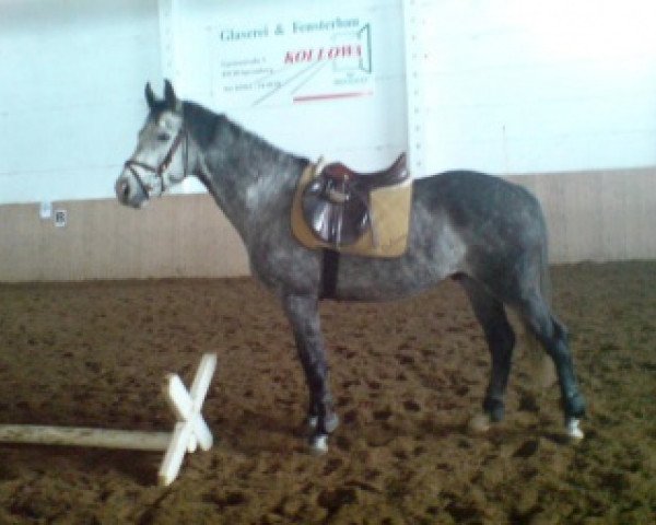 Springpferd Calvaro 47 (Sachse, 2003, von Carpalo) Springpferd Calvaro 47 (Sachse, 2003, von Carpalo)