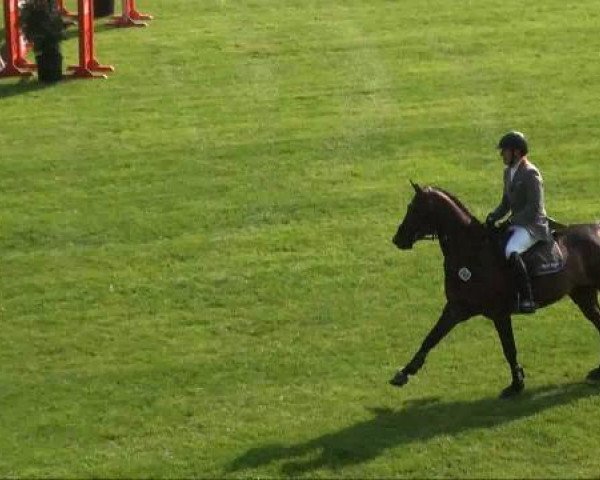 jumper Clivius (Holsteiner, 2006, from Corrado I)