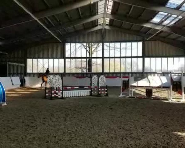 Video of Saroo Aquintus de Cologne