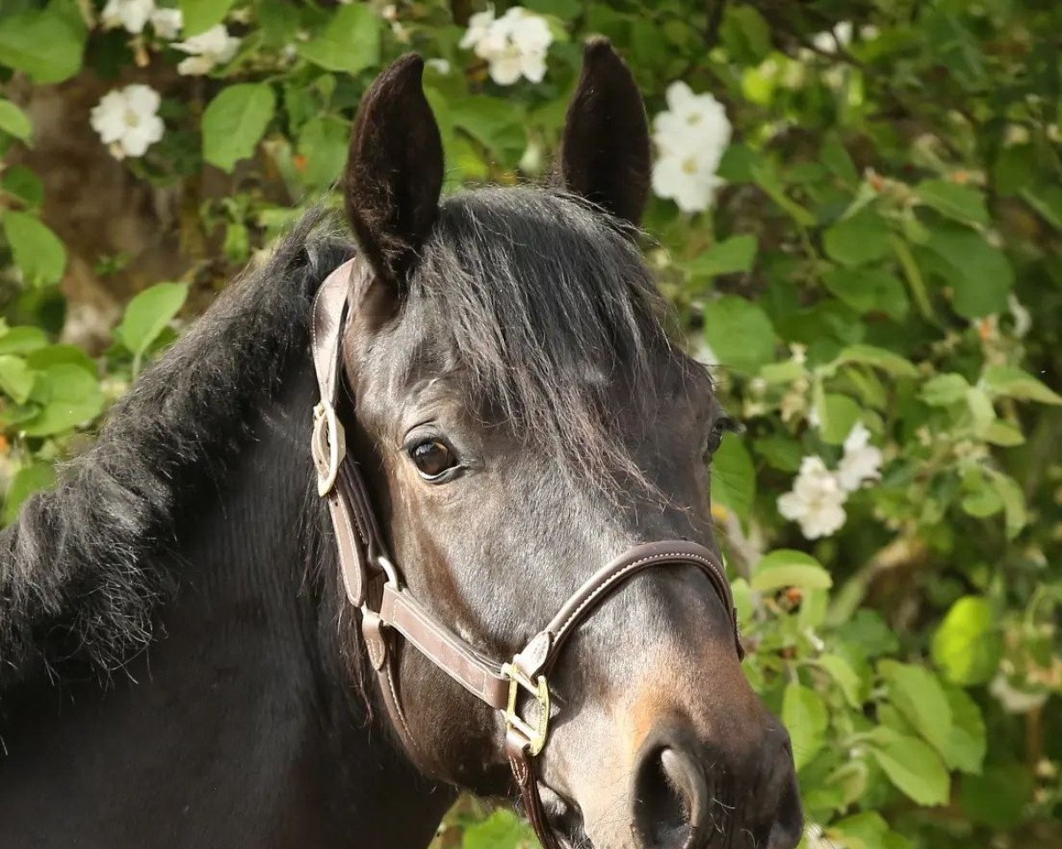 broodmare Negra Velvet (Holsteiner, 2020, from Chaman)