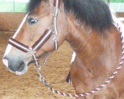 Pferd Cisco (Pinto/Pony,  )