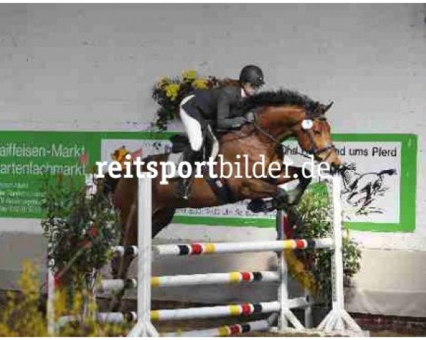 horse Laret 3 (Czech Warmblood, 2006, from Landino)