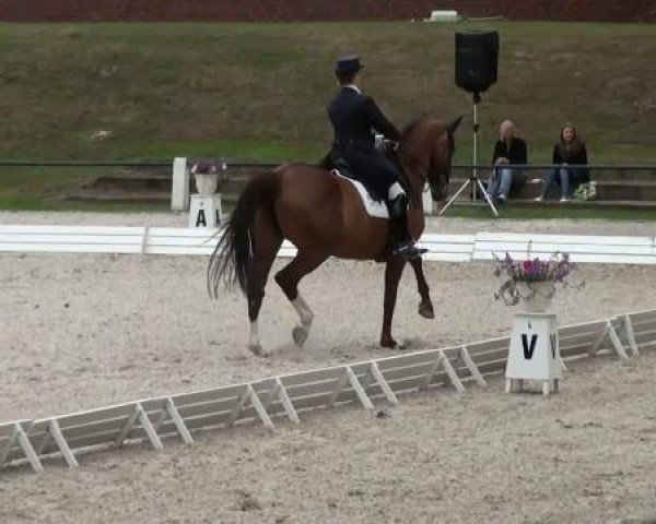 broodmare Weissandia (Oldenburg, 2002, from Diamond Hit)