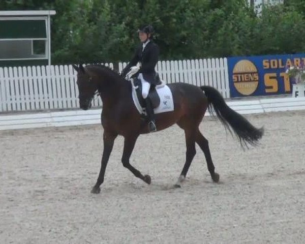 dressage horse Rusty 217 (Westphalian, 1999, from Rockwell)