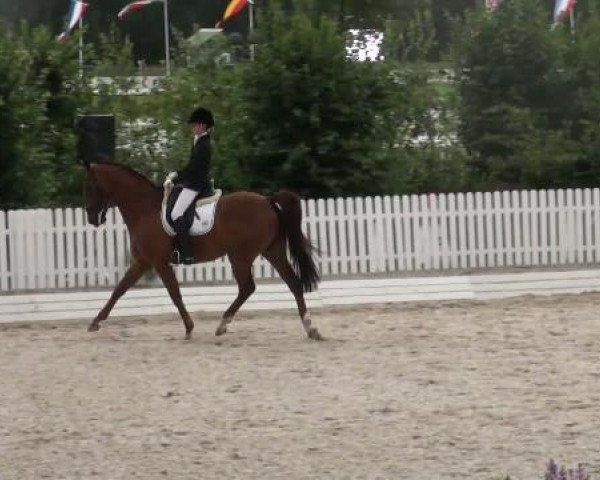dressage horse Flemming (Rhinelander, 2003, from Fürst Piccolo)