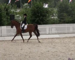 dressage horse Flemming (Rhinelander, 2003, from Fürst Piccolo)