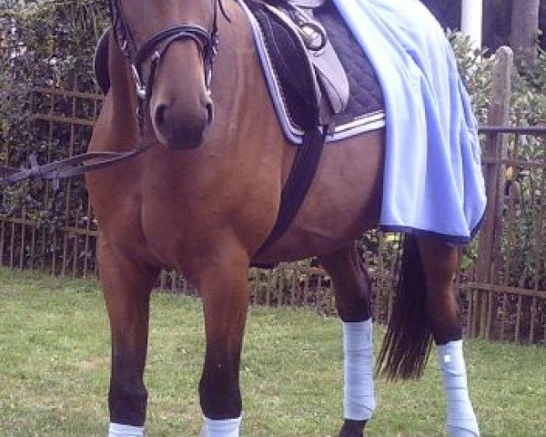 horse Pepsi von Wittmack (Trakehner, 2006, from Dr. Rico Wittmack) horse Pepsi von Wittmack (Trakehner, 2006, from Dr. Rico Wittmack)