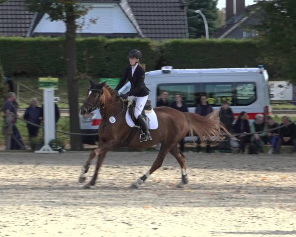 4. Handorfer Springturnier 2022