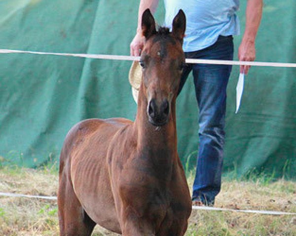 horse Alsterperle (Trakehner, 2015, from Saint Cyr) horse Alsterperle (Trakehner, 2015, from Saint Cyr)