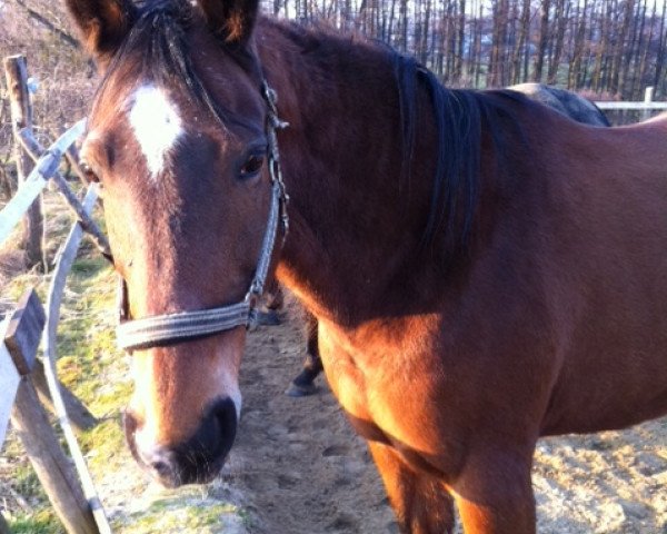 horse Gina (Hanoverian, 1989, from Gourmet)