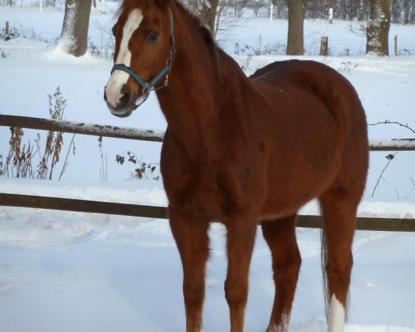 Caballo Tristan (Poni de Monta Alemán, 1992, de Traumfürst)