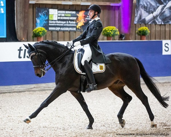 dressage horse Quattani (German Sport Horse, 2009, from Quaterback)