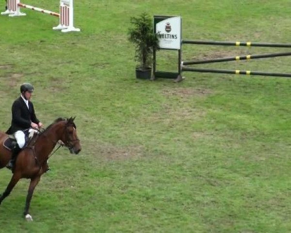 horse Ventleman (KWPN (Royal Dutch Sporthorse), 2002, from Pacific)