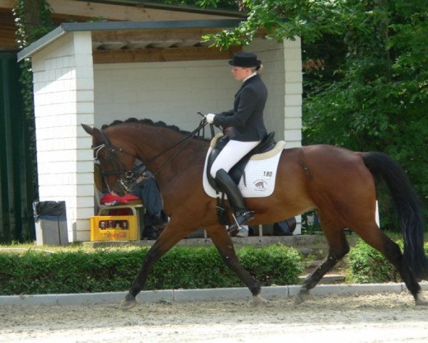 dressage horse Galloway 26 (Hanoverian, 1993, from Gambler's Cup xx)