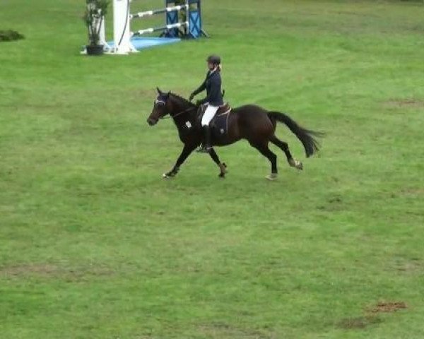 broodmare Lady Larenco (Westphalian, 2003, from Larenco)