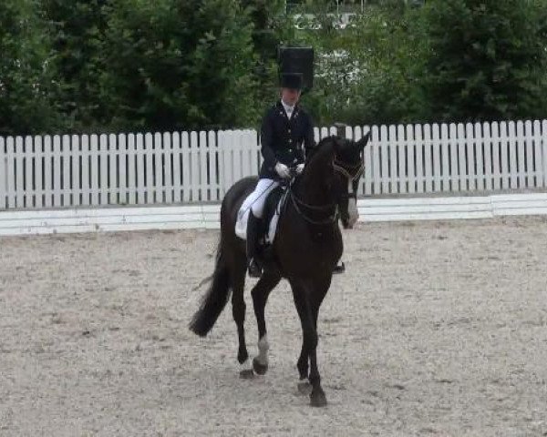 dressage horse Passero (Trakehner, 1993, from Michelangelo)