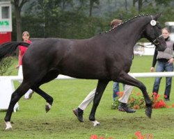 broodmare Sunshine Lady (Westphalian, 2008, from Samarant)