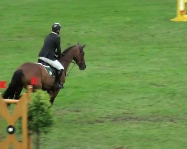 jumper Galina 220 (Hungarian Warmblood, 2002, from Ginus)