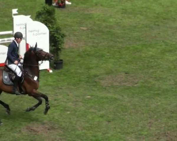Springpferd Cansis Boy (Holsteiner, 2000, von Cascavelle)