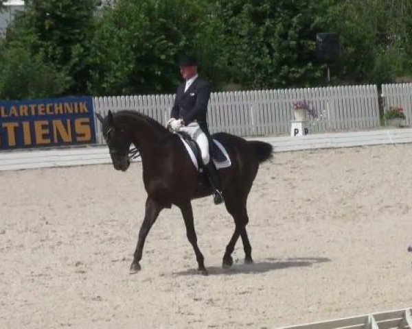 dressage horse Bogart D.S.I. (Hanoverian, 1999, from Bergamon)