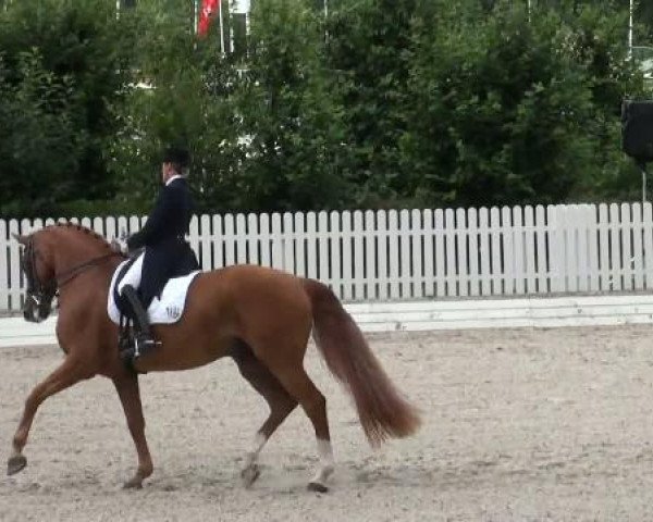 dressage horse Werner WRT (Hanoverian, 1998, from Wolkenstein II)