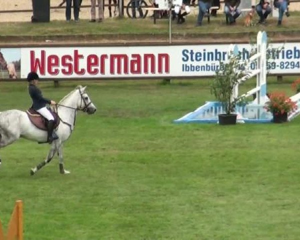 Springpferd Kaisercool (Deutsches Reitpony, 2001, von Kaiserwalzer)