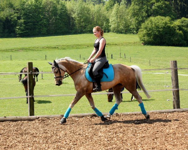 broodmare Bo Derek (German Riding Pony, 2003, from Heidbergs Nancho Nova)