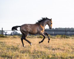 horse Dabolé (Westphalian, 2022, from Dembelé L)