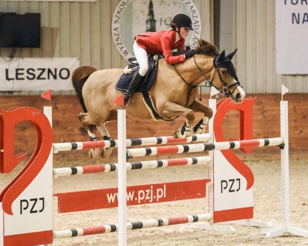 Pferd Jumping horse (KWPN (Niederländisches Warmblut), 2013, von Stolzenberg)