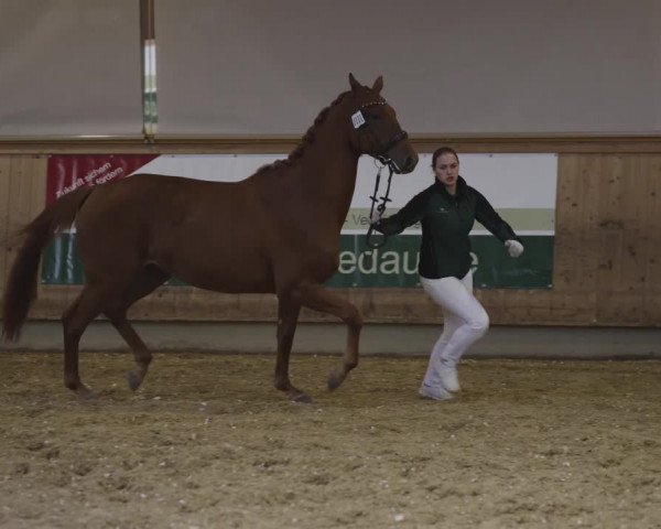 Video von Bossa Malandro
