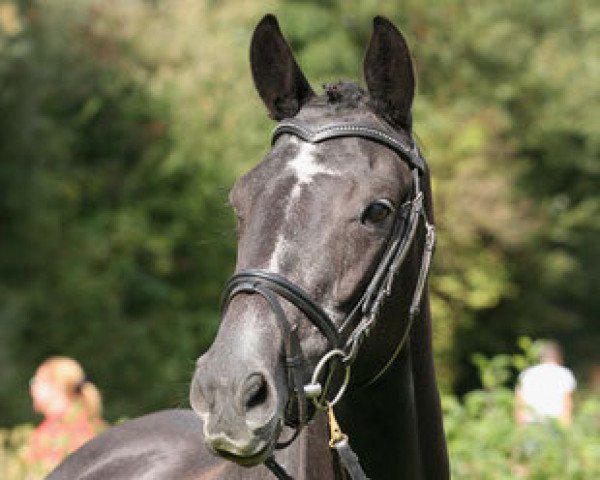 horse Tamina (Trakehner, 2011, from Axis TSF)