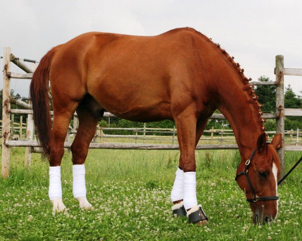 dressage horse Cassini 19 (Oldenburg, 1995, from Cordial Medoc)