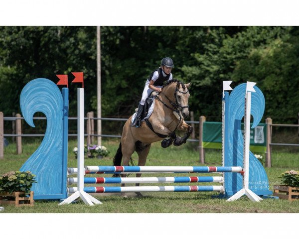 jumper George K 4 (German Riding Pony, 2015, from HET Golden Dream)