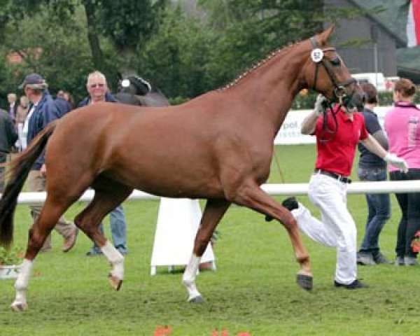 broodmare Junimond (Westphalian, 2008, from Jazz Rubin)