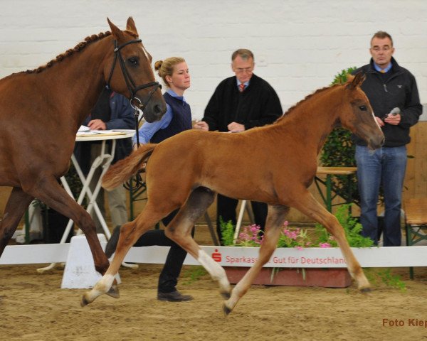 Zuchtstute Vanity Fair (Westfale, 2011, von Vitalis)