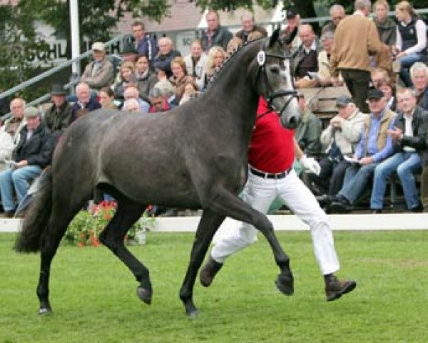 broodmare Moment of Glory (Westphalian, 2008, from Montender)