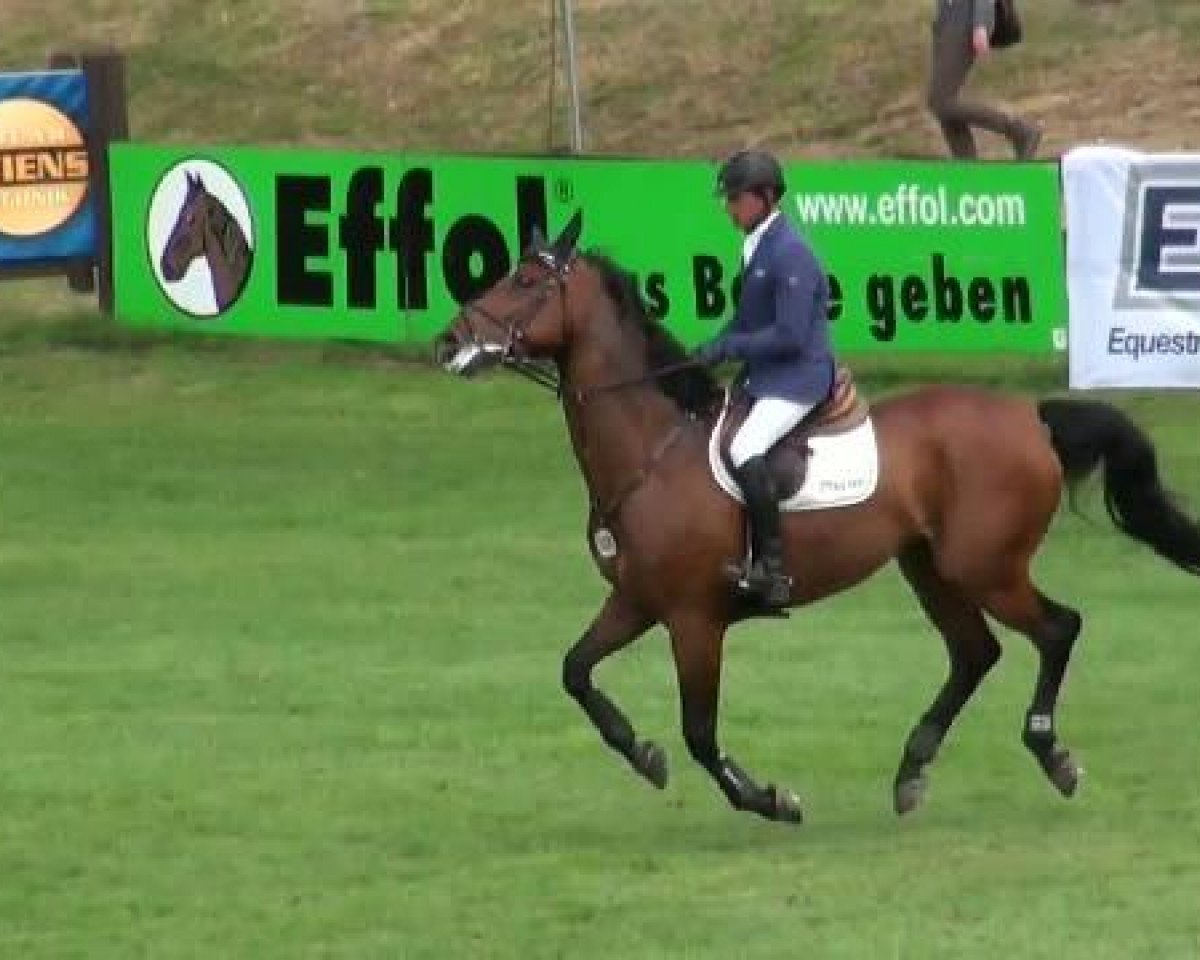 jumper Vledder (KWPN (Royal Dutch Sporthorse), 2002, from Kojak)