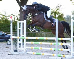 jumper Baker Man XX (Thoroughbred, 2011, from Dandy Man xx)