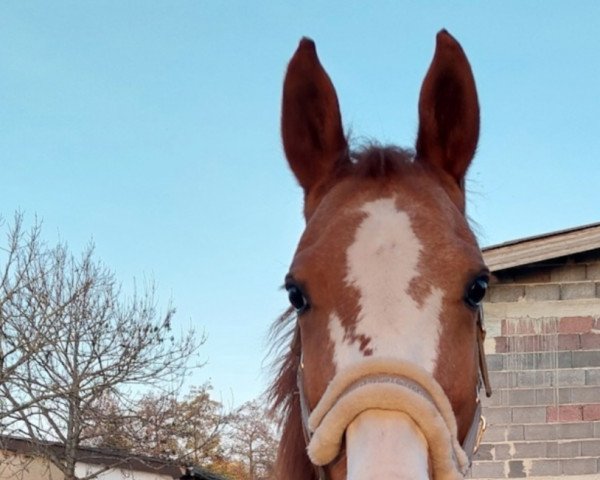 broodmare Donna Sue W (Württemberger, 2010, from Diamond Star 3)